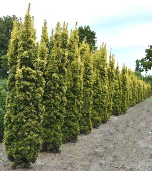 Taxus Baccata David 100-120cm