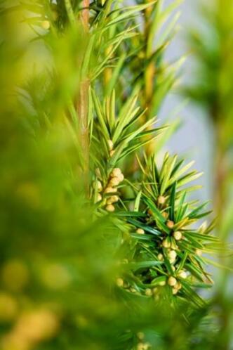 Taxus Baccata David 160-180cm