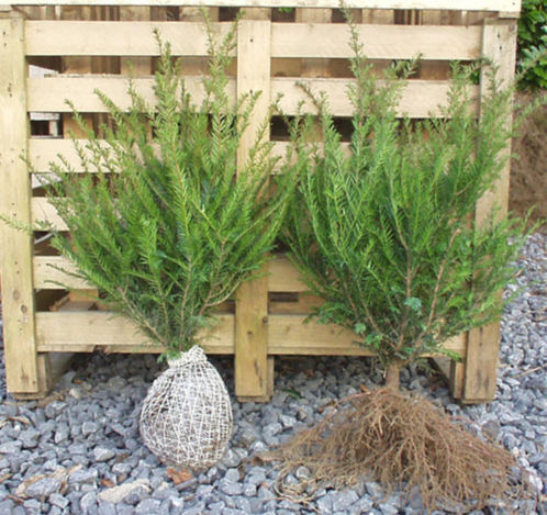 Taxus baccata, wortelgoed en kluitplanten. Super kwaliteit