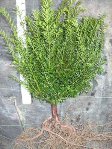 taxus v.a. 1.50, coniferen, 