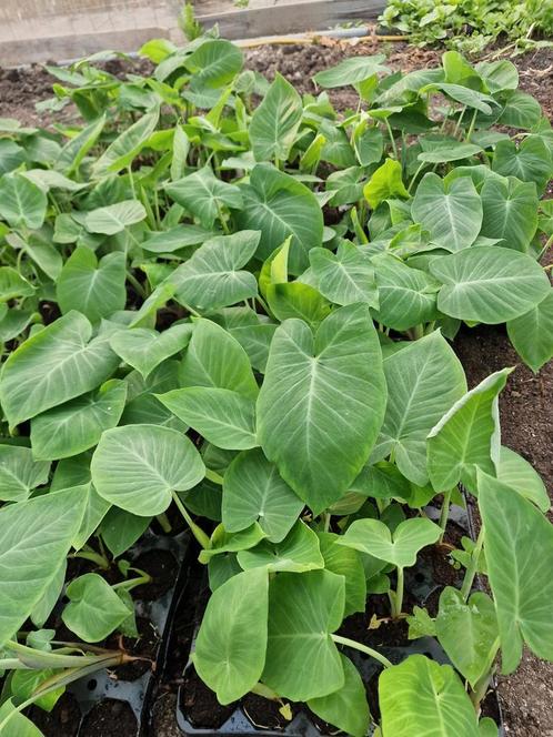 Tayerblad planten te koop 3,00 p,s. Surinaamse groenten