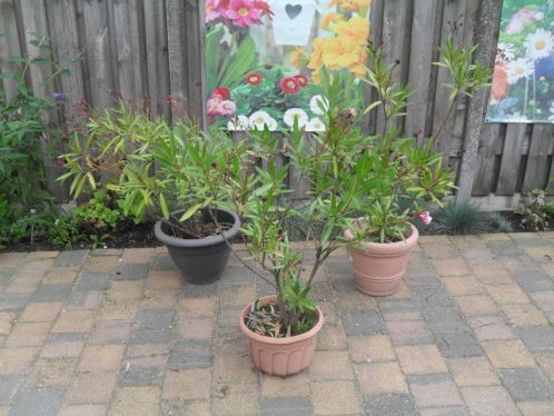 te koop 3 oleanders bijna gratis