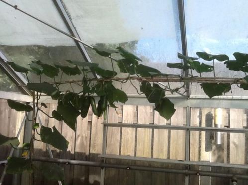 Te koop aluminium tuinkas met glas