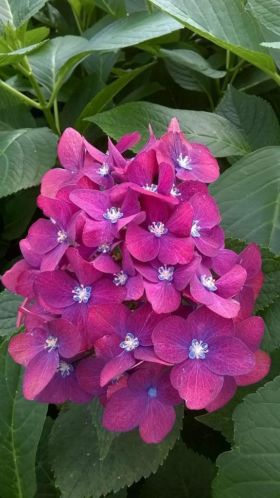 te koop hortensia039s