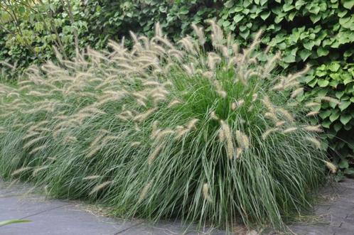 Te koop Pennisetum Alopecuroides quotHamelnquot