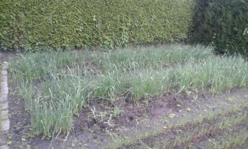 Te Koop Preiplanten, Boerenkoolplanten en Spruitkoolplanten