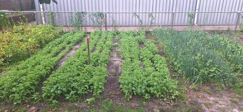 Te koop Preiplanten winter en boerenkoolplanten