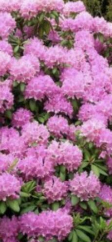Te koop Rhododendrons in alle maten en soorten