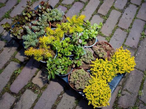 Te koop Sedum Kies amp Mix 18 stuks 6.75