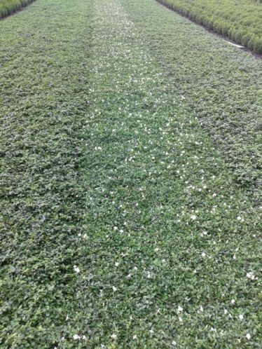 Te koop Vinca minor paars en wit