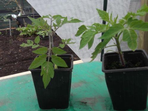 te koop vlees tomaten planten