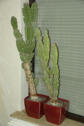 T.e.a.b. 2 cactussen Cereus Peruvianus Monstrosus