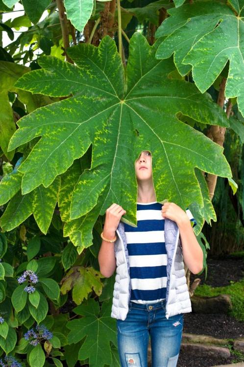 Tetrapanax - rijstpapierplant - erg grote bladeren