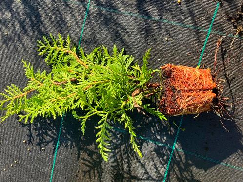 Thuja Brabant plantgoed conifeer p9