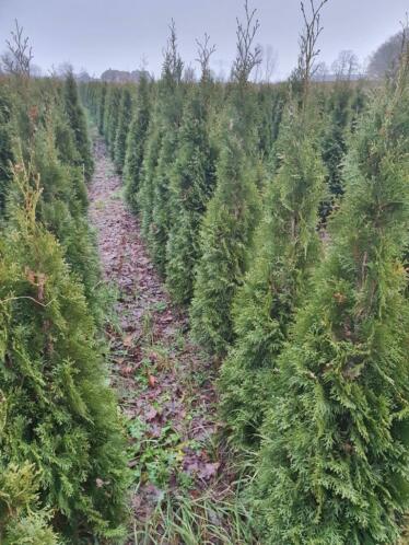thuja coniferen tot 2m taxus 180-200 rododendrons laurier