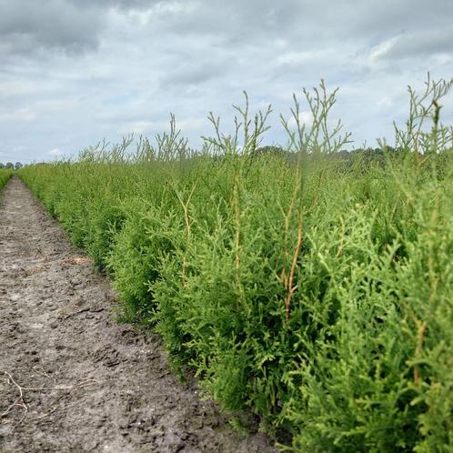 Thuja king of brabant  Pre-order (groen, conifeer)