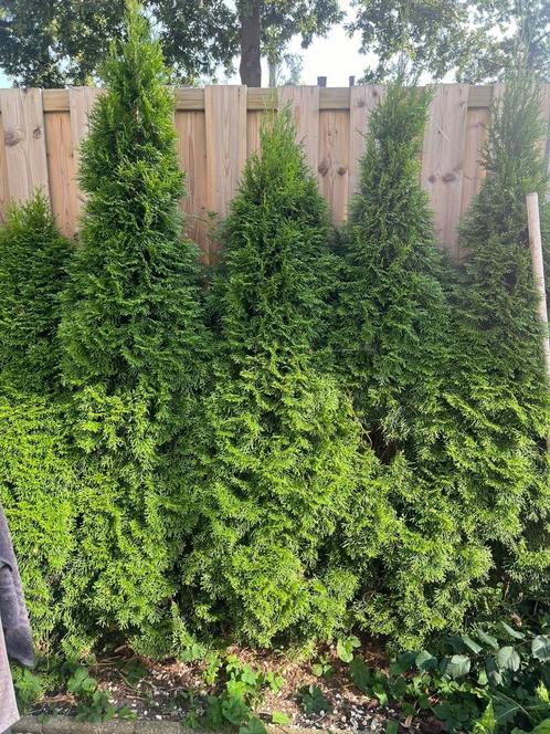 Thuja levensboom