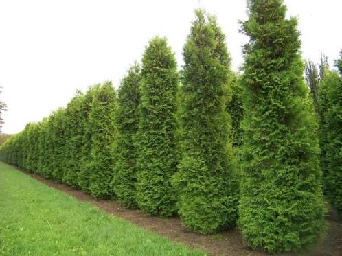 Thuja Occidentalis Brabant 100-120cm