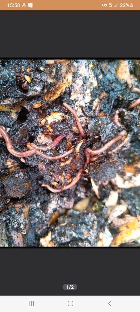 tijgercompost wormen en wormenpercolaat