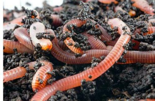 Tijgerwormen voor composteren, en compost
