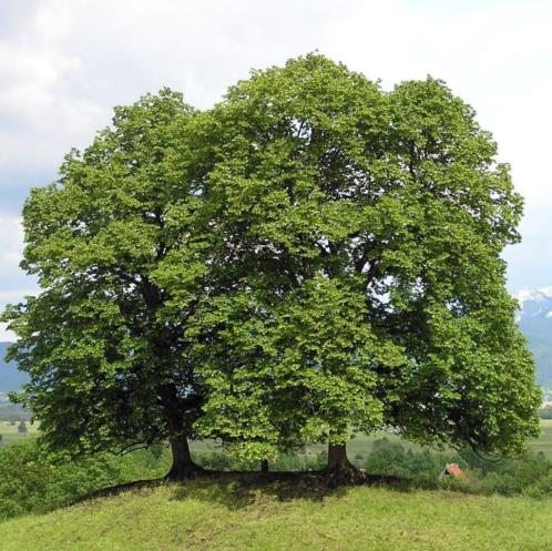 Tilia cordata