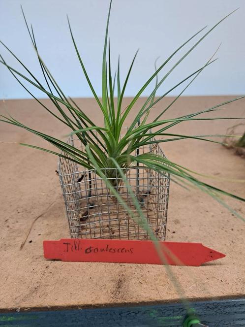 Tillandsia soorten