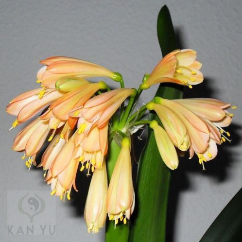 T.k. 2,2 jaar oude clivia zaailing interspecific nobilis