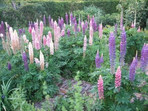 t.k. allerlei vaste planten, boerderijplanten, lupines,