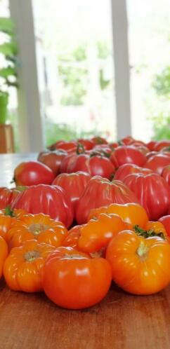 tomaten planten wel 30 soorten ook cherry