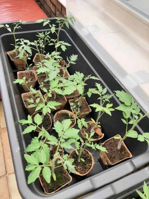 Tomaten plantjes