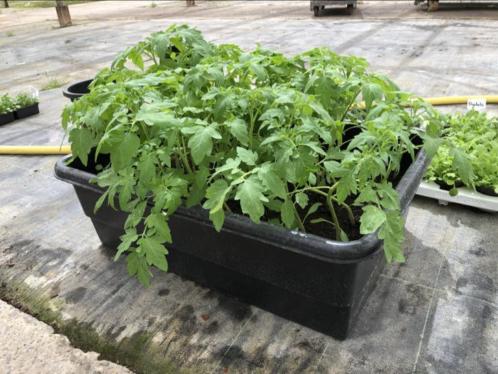 Tomaten plantjes 30 a 40 lange steeltjes