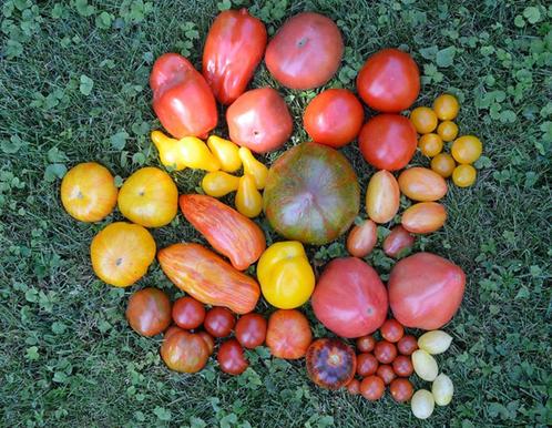 tomatenplanten bio