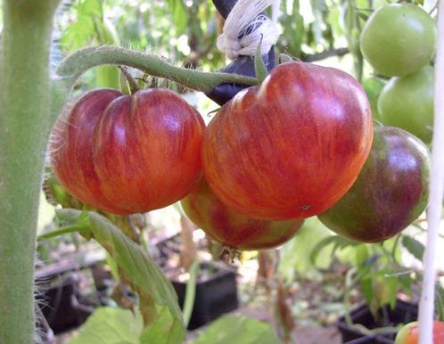 Tomatenplanten biologisch
