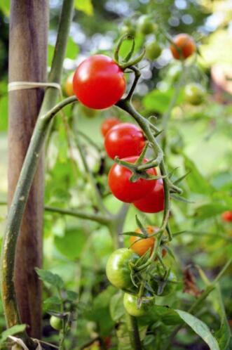 Tomatenplanten cherry tomaat goedkoop vanaf 0.50 euro