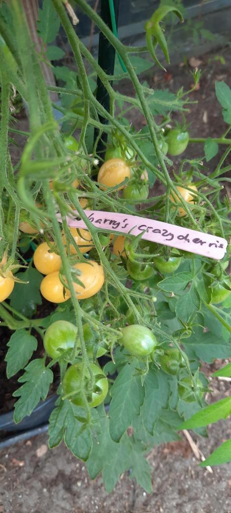 Tomatenplanten,  zeer bijzondere soorten