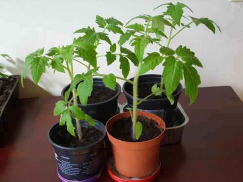 Tomatenplantjes Te koop moneymaker ,