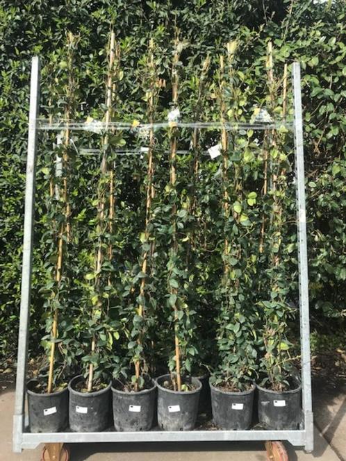 toscaanse jasmijn 150-175 cm hoog klimplanten toskaanse