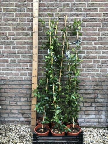 Toscaanse jasmijn 150cm en 100cm