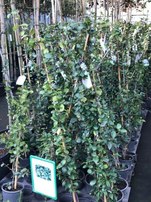 toscaanse jasmijn 180 cm hoog in pot trachelospernum jasmino