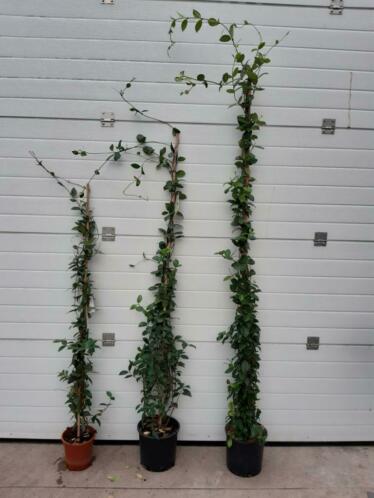 Toscaanse jasmijn 3 maten 150cm 17,50 tot 200 voor 32,50