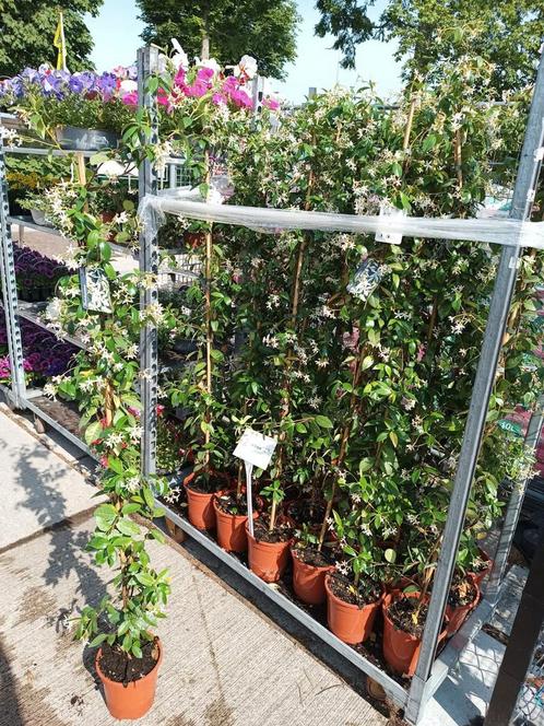 Toscaanse Jasmijn (klimplant) 160-180 cm