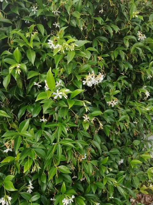 Toscaanse jasmijn klimplant hekwerk schutting tuin planten