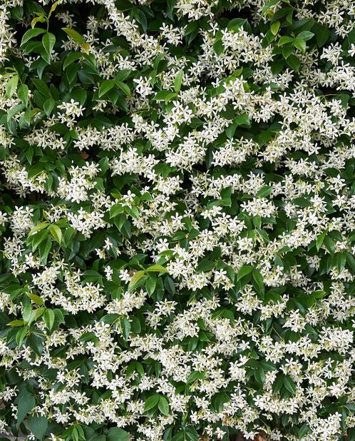Toscaanse jasmijn - Trachelospermum jasminoides 150175cm