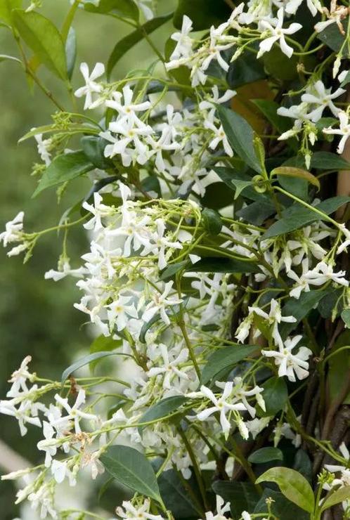 Toscaanse jasmijn - Trachelospermum jasminoides