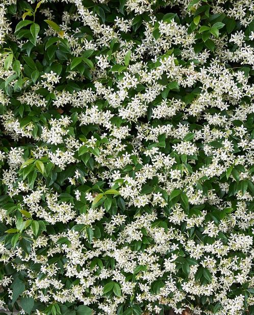 Toscaanse jasmijn - Trachelospermum jasminoides 180cm