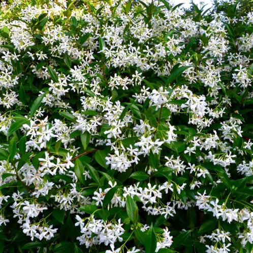 Trachelospermum jasminoides - 175-200 cm