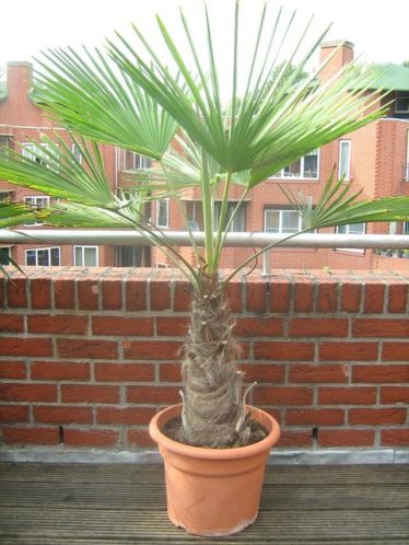 Trachycarpus Fortunei 039Chinese waaierpalm039 30-35 cm hoog.