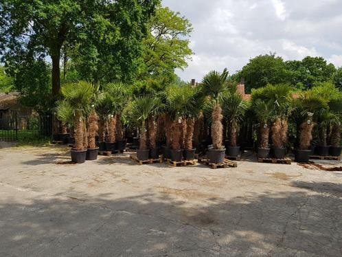 Trachycarpus fortunei palm stam 120 cm. ALLE AFMETINGEN