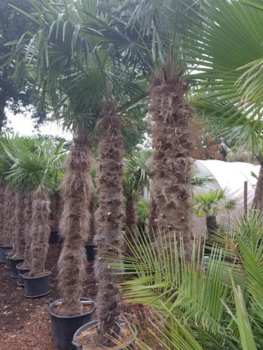 Trachycarpus fortunei palmbomen, nergens goedkoper  