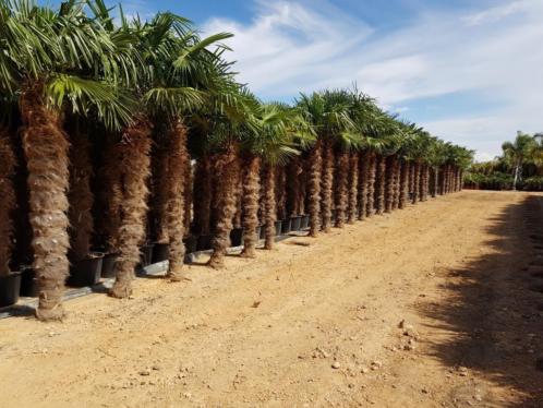 Trachycarpus fortunei palmbomen. superkwaliteit